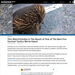 This Weird Echidna Is The Result of One of The Best Fire Survival Tactics We've Heard