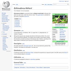 Echinodorus bleheri