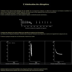 L'echolocation des chauves-souris, émissions ultrasonores. Le Groupe Chiroptères de Provence - GCP