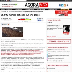 35.000 morses échoués sur une plage