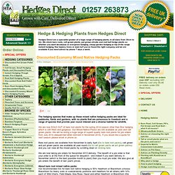 Economy Mixed Native Hedging Plant Packs - Hedges Direct UK