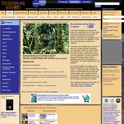 Ecosistema de la Selva Tropical