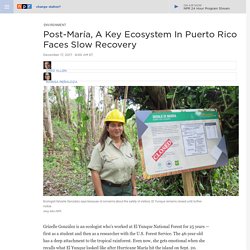 Post-María, A Key Ecosystem In Puerto Rico Faces Slow Recovery