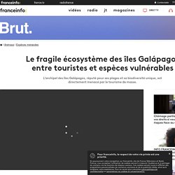 Le fragile écosystème des îles Galápagos entre touristes et espèces vulnérables