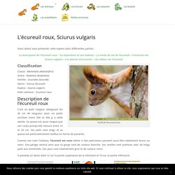 ÉCUREUIL ROUX, Sciurus vulgaris