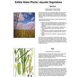 Edible Water Plants: Aquatic Vegetables