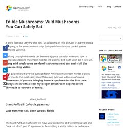 Edible Mushrooms: Wild Mushrooms You Can Safely Eat