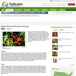 Edible Plants and Flowers in Europe