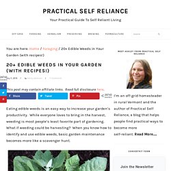 20+ Edible Weeds in Your Garden (with recipes!)