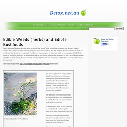 Edible Weeds (herbs) and Edible Bushfoods