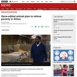 Gene-edited animal plan to relieve poverty in Africa