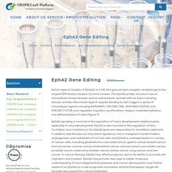 EphA2 Gene Editing - Creative Biogene CRISPR/Cas9