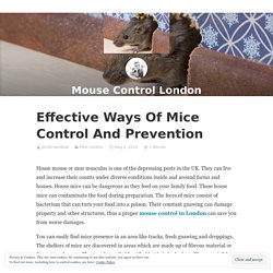 Effective Ways Of Mice Control And Prevention – Mouse Control London