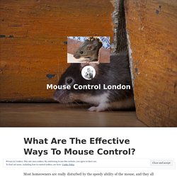 What Are The Effective Ways To Mouse Control? – Mouse Control London