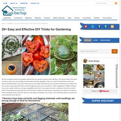 20+ Easy and Effective DIY Tricks for Gardening