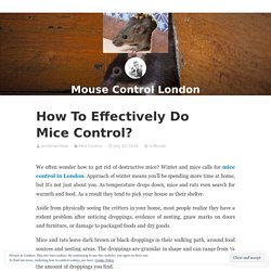 How To Effectively Do Mice Control? – Mouse Control London