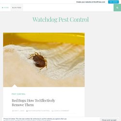 Bed Bugs: How To Effectively Remove Them