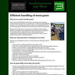 Efficient handling of meat goats