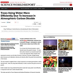 Trees Using Water More Efficiently Due To Increase in Atmospheric Carbon Dioxide