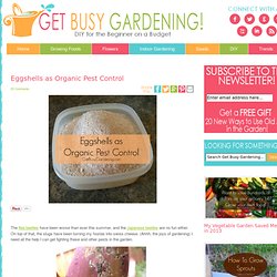 Eggshells as Organic Pest Control - Get Busy Gardening