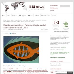 Egyptian aquaculture: Farming tilapia, mullet and carp in the Nile Delta