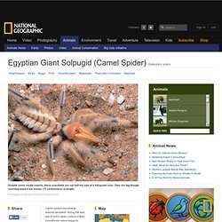 Egyptian Giant Solpugids (Camel Spider)