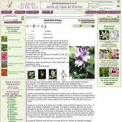 Eichhornia crassipes - Jacinthe d eau