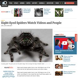 Eight-eyed Spiders Watch