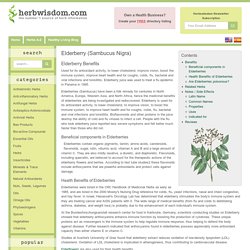 Elderberry Benefits & Information (Sambucus Nigra)
