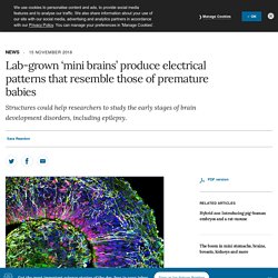 Lab-grown ‘mini brains’ produce electrical patterns that resemble those of premature babies