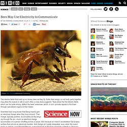 Bees May Use Electricity to Communicate
