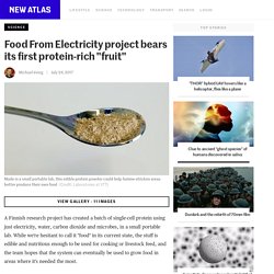 Food From Electricity project bears its first protein-rich "fruit"