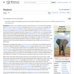 Elephant - Wikipedia