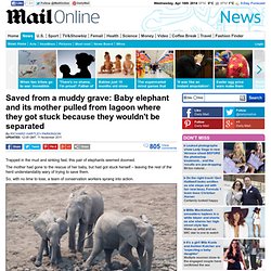 Baby elephant and mother pulled from muddy grave by conservation workers in Zambia
