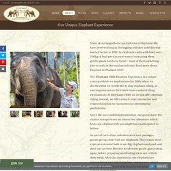 Meet Elephants Thailand