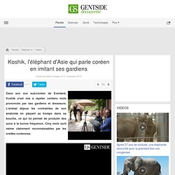 Koshik, l'éléphant d'Asie qui parle coréen en imitant ses gardiens