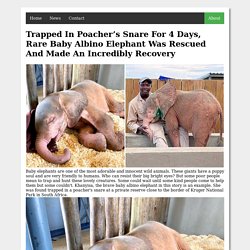 In Poacher’s Snare For 4 Days, Rare Baby Albino Elephant Was Rescued And Made An Incredibly Recovery