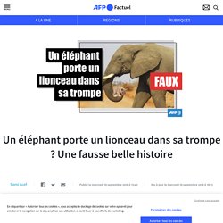 Un éléphant porte un lionceau dans sa trompe ? Une fausse belle histoire