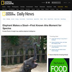 Elephant Makes a Stool—First Known Aha Moment for Species