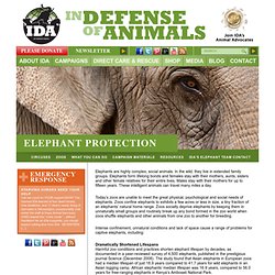 Help Elephants (IDA)