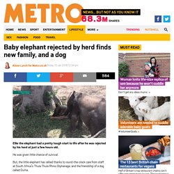 Ellie the elephant rejected by herd finds new dog family at Thula Thula Rhino Orphanage
