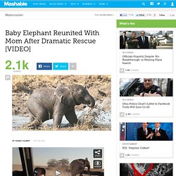 Baby Elephant Reunited With Mom After Dramatic Rescue