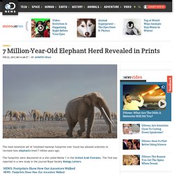 7 Million-Year-Old Elephant Herd Revealed in Prints