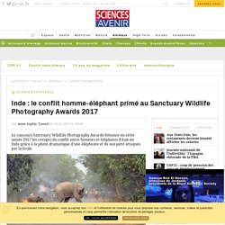 Inde : le conflit homme-éléphant primé au Sanctuary Wildlife Photography Awards 2017