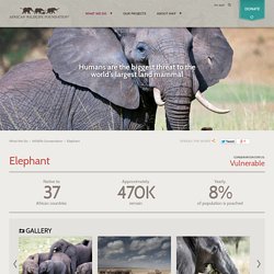 African Wildlife Foundation