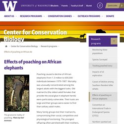 Effects of poaching on African elephants