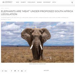 Elephants Are ‘Meat’ Under Proposed South Africa Legislation