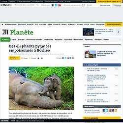 Des éléphants pygmées empoisonnés à Bornéo