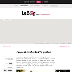 Jungle et éléphants à Tangkahan - Indonésie