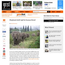 Elephants hold vigil for human friend